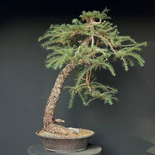 Lade das Bild in den Galerie-Viewer, Europäische Lärche / Larix Decidua