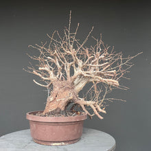 Lade das Bild in den Galerie-Viewer, Orientalische Hainbuche / Carpinus orientalis