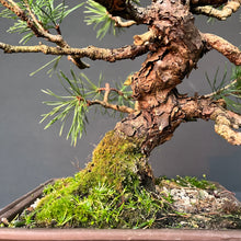 Lade das Bild in den Galerie-Viewer, Bonsai Waldkiefer / Pinus sylvestris