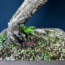 Lade das Bild in den Galerie-Viewer, Japanische Hemlocktanne / Tsuga diversifolia