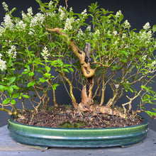 Lade das Bild in den Galerie-Viewer, Bonsai Floßform Gemeiner Liguster / Ligustrum vulgare