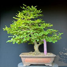 Lade das Bild in den Galerie-Viewer, Gemeine Hainbuche / Carpinus betulus