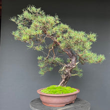 Lade das Bild in den Galerie-Viewer, Bonsai Waldkiefer / Pinus sylvestris