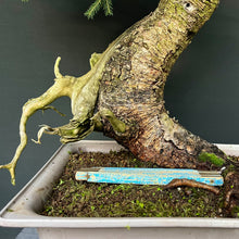 Lade das Bild in den Galerie-Viewer, Yamadori Fichte / Picea abies