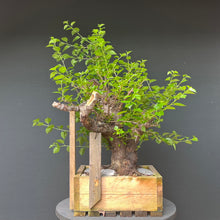 Lade das Bild in den Galerie-Viewer, Bonsai Felsenkirsche / Steinweichsel / Prunus Mahaleb