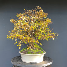 Lade das Bild in den Galerie-Viewer, Bonsai Weissdorn / Crataegus