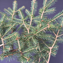 Lade das Bild in den Galerie-Viewer, Fichte / Picea abies
