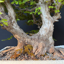 Lade das Bild in den Galerie-Viewer, Orientalische Hainbuche / Carpinus orientalis