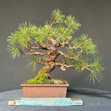 Lade das Bild in den Galerie-Viewer, Bonsai Waldkiefer / Pinus sylvestris