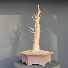 Lade das Bild in den Galerie-Viewer, Ginkgo biloba