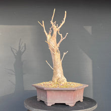 Lade das Bild in den Galerie-Viewer, Ginkgo biloba