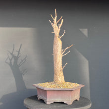 Lade das Bild in den Galerie-Viewer, Ginkgo biloba