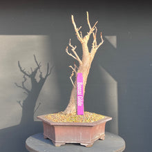 Lade das Bild in den Galerie-Viewer, Ginkgo biloba