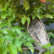 Lade das Bild in den Galerie-Viewer, Orientalische Hainbuche / Carpinus orientalis