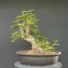Lade das Bild in den Galerie-Viewer, Orientalische Hainbuche / Carpinus orientalis