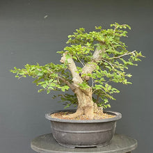 Lade das Bild in den Galerie-Viewer, Orientalische Hainbuche / Carpinus orientalis