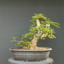 Lade das Bild in den Galerie-Viewer, Orientalische Hainbuche / Carpinus orientalis