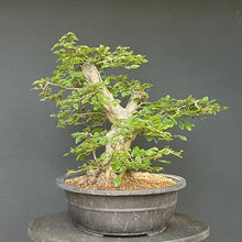 Lade das Bild in den Galerie-Viewer, Orientalische Hainbuche / Carpinus orientalis