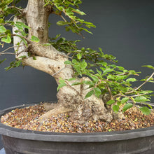 Lade das Bild in den Galerie-Viewer, Orientalische Hainbuche / Carpinus orientalis