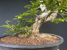 Lade das Bild in den Galerie-Viewer, Orientalische Hainbuche / Carpinus orientalis