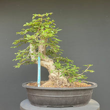 Lade das Bild in den Galerie-Viewer, Orientalische Hainbuche / Carpinus orientalis