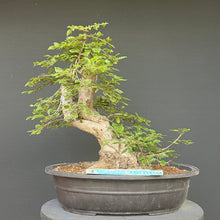 Lade das Bild in den Galerie-Viewer, Orientalische Hainbuche / Carpinus orientalis