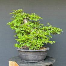 Lade das Bild in den Galerie-Viewer, Orientalische Hainbuche / Carpinus orientalis