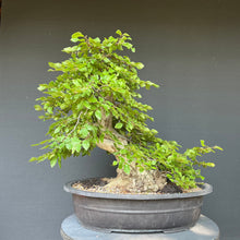 Lade das Bild in den Galerie-Viewer, Orientalische Hainbuche / Carpinus orientalis