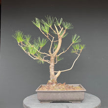 Lade das Bild in den Galerie-Viewer, Japanische Schwarzkiefer / Pinus thunbergii
