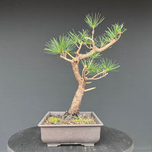 Lade das Bild in den Galerie-Viewer, Japanische Schwarzkiefer / Pinus thunbergii