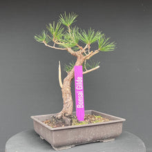 Lade das Bild in den Galerie-Viewer, Japanische Schwarzkiefer / Pinus thunbergii