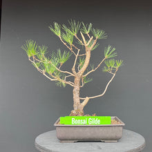 Lade das Bild in den Galerie-Viewer, Japanische Schwarzkiefer / Pinus thunbergii