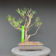 Lade das Bild in den Galerie-Viewer, Japanische Schwarzkiefer / Pinus thunbergii