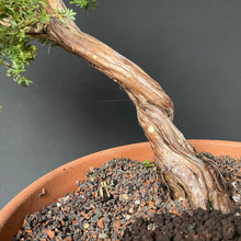 Lade das Bild in den Galerie-Viewer, Potentilla / Fingerstrauch-Rohmaterial-Yamadori-Bonsai Gilde