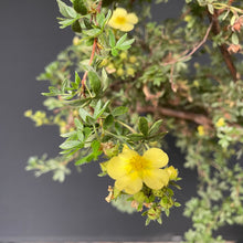 Lade das Bild in den Galerie-Viewer, Potentilla / Fingerstrauch-Rohmaterial-Yamadori-Bonsai Gilde