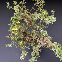 Lade das Bild in den Galerie-Viewer, Potentilla / Fingerstrauch-Rohmaterial-Yamadori-Bonsai Gilde