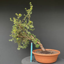 Lade das Bild in den Galerie-Viewer, Potentilla / Fingerstrauch-Rohmaterial-Yamadori-Bonsai Gilde