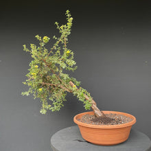 Lade das Bild in den Galerie-Viewer, Potentilla / Fingerstrauch-Rohmaterial-Yamadori-Bonsai Gilde