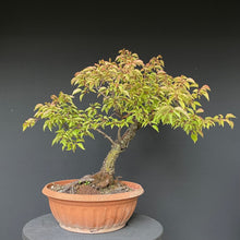 Lade das Bild in den Galerie-Viewer, Prunus lusitanica angustifolia / Portugiesischer Kirschlorbeer-Rohmaterial-Yamadori-Bonsai Gilde