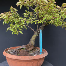 Lade das Bild in den Galerie-Viewer, Prunus lusitanica angustifolia / Portugiesischer Kirschlorbeer-Rohmaterial-Yamadori-Bonsai Gilde