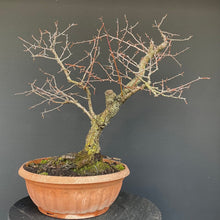 Lade das Bild in den Galerie-Viewer, Prunus lusitanica angustifolia / Portugiesischer Kirschlorbeer-Rohmaterial-Yamadori-Bonsai Gilde