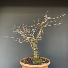 Lade das Bild in den Galerie-Viewer, Prunus lusitanica angustifolia / Portugiesischer Kirschlorbeer-Rohmaterial-Yamadori-Bonsai Gilde