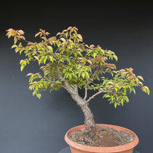 Lade das Bild in den Galerie-Viewer, Prunus lusitanica angustifolia / Portugiesischer Kirschlorbeer-Rohmaterial-Yamadori-Bonsai Gilde