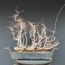 Lade das Bild in den Galerie-Viewer, Orientalische Hainbuche / Carpinus orientalis