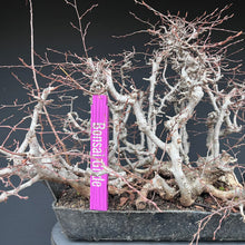 Lade das Bild in den Galerie-Viewer, Orientalische Hainbuche / Carpinus orientalis