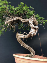Lade das Bild in den Galerie-Viewer, Sabina Wacholder / Juniperus sabina-Bonsai-Bonsai Gilde