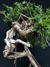 Lade das Bild in den Galerie-Viewer, Sabina Wacholder / Juniperus sabina-Bonsai-Bonsai Gilde