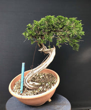 Lade das Bild in den Galerie-Viewer, Sabina Wacholder / Juniperus sabina-Bonsai-Bonsai Gilde