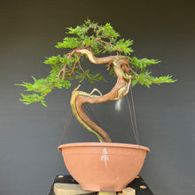 Lade das Bild in den Galerie-Viewer, Sabina Wacholder / Juniperus sabina