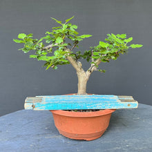 Lade das Bild in den Galerie-Viewer, Scharlach-Weissdorn (Rotdorn) / Crataegus coccinea 'Lutz'